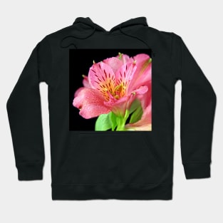 A closeup of Altroemeria Lilly Hoodie